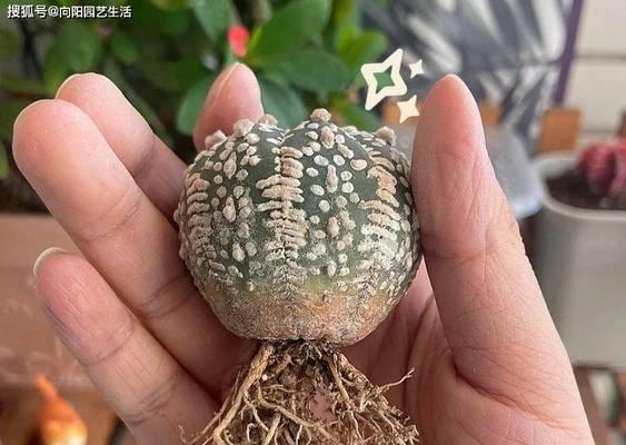 仙人球嫁接到砧木的方法是什么？需要注意哪些问题？