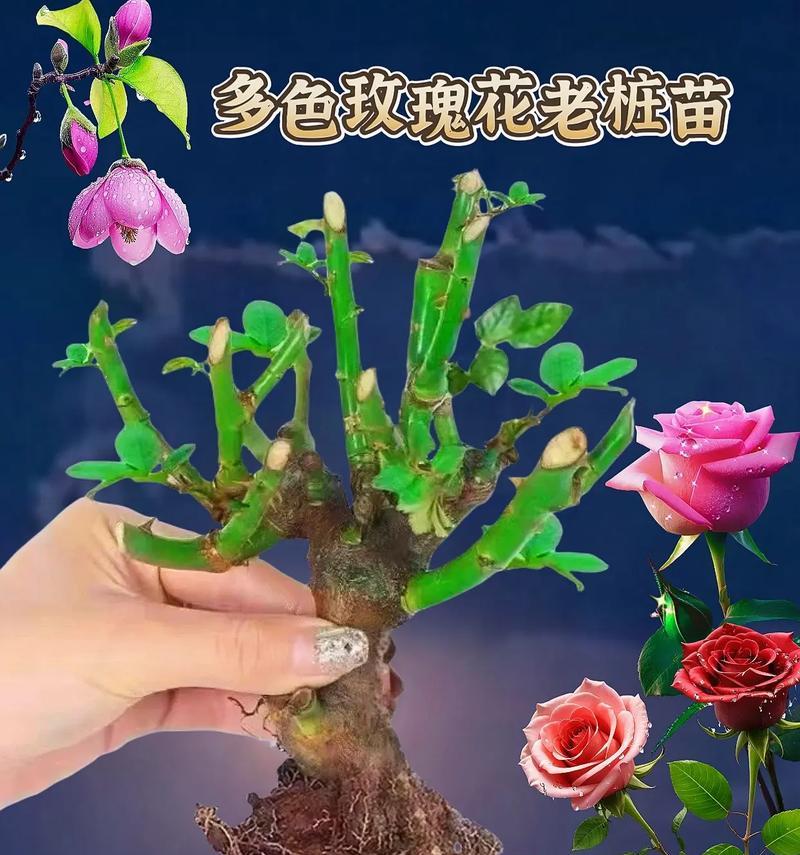 玫瑰花种植技巧有哪些？如何确保花开得更好？