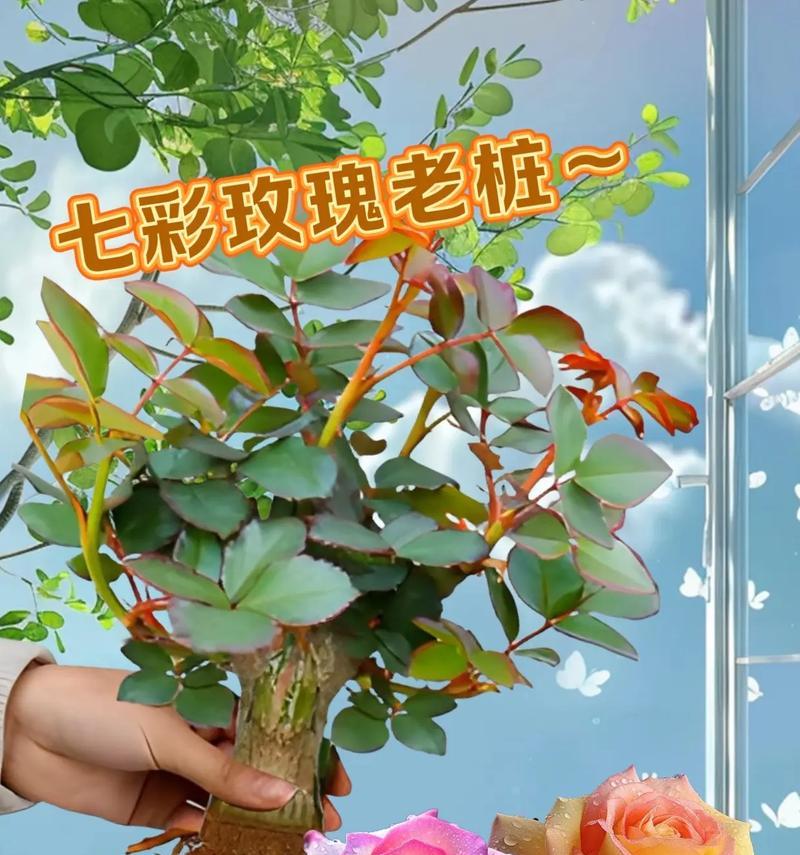 玫瑰花种植技巧有哪些？如何确保花开得更好？