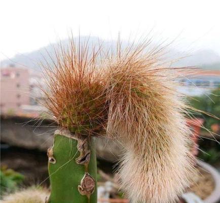 嫁接仙人掌时如何选择颜色？颜色的选择对生长有何影响？
