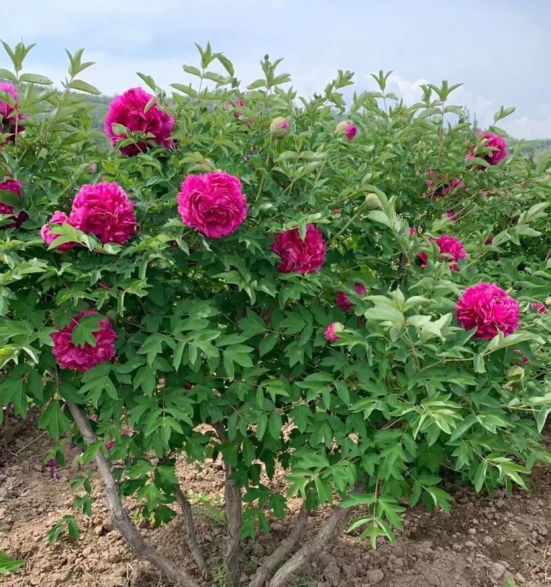 牡丹花适合在沙质土壤中生长吗？沙质土壤对牡丹有何影响？
