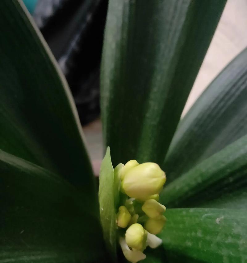 君子兰带花苞却开绿花是什么原因？如何解决？