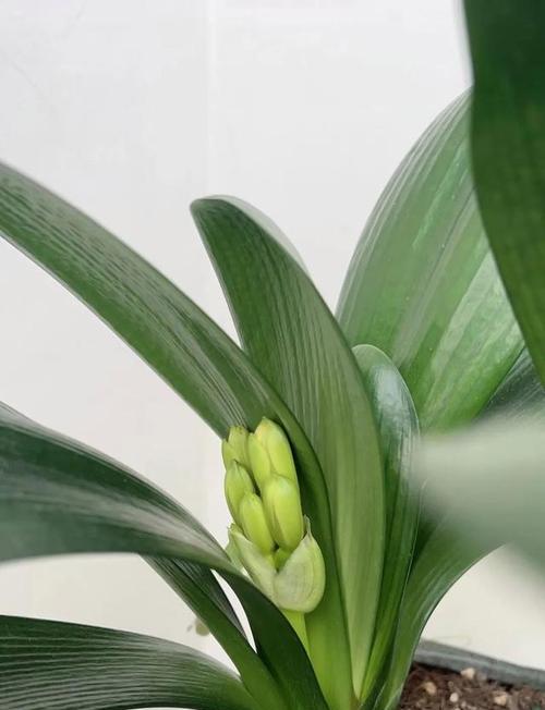 君子兰带花苞却开绿花是什么原因？如何解决？