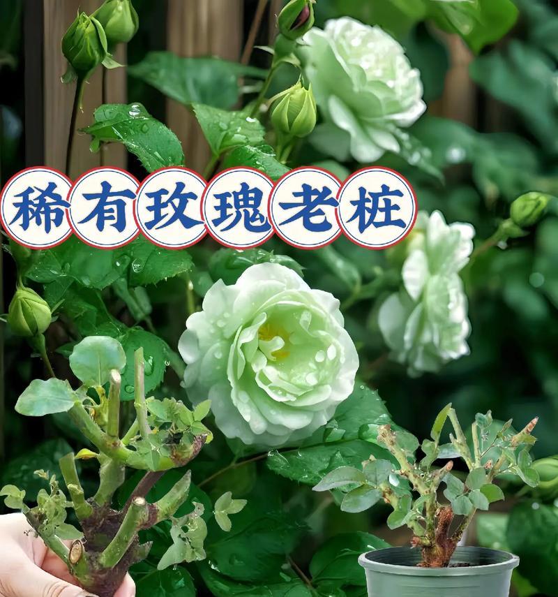 扒掉花瓣后玫瑰花如何种植？需要注意什么？