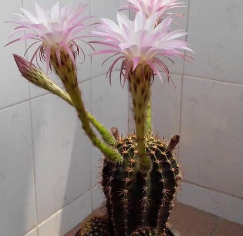 仙人球适合哪种颜色的花盆？