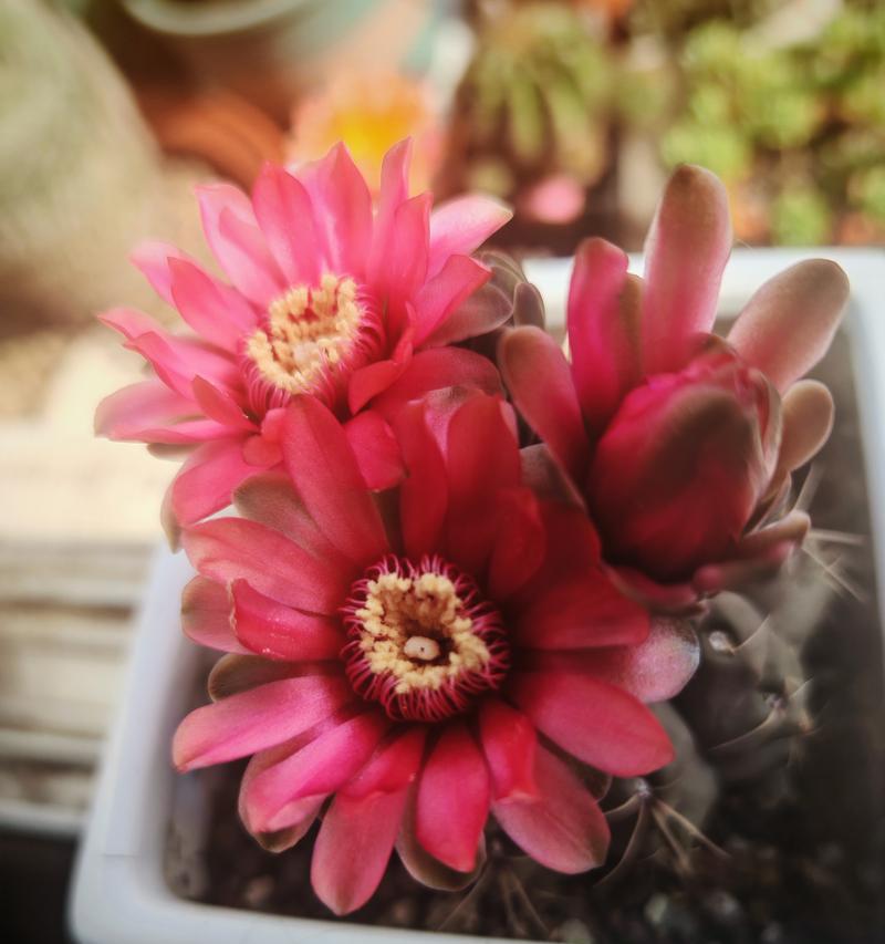仙人球适合哪种颜色的花盆？