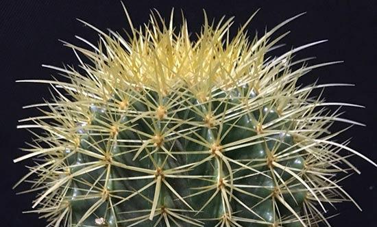 金虎仙人球盆栽选择哪种盆更合适？