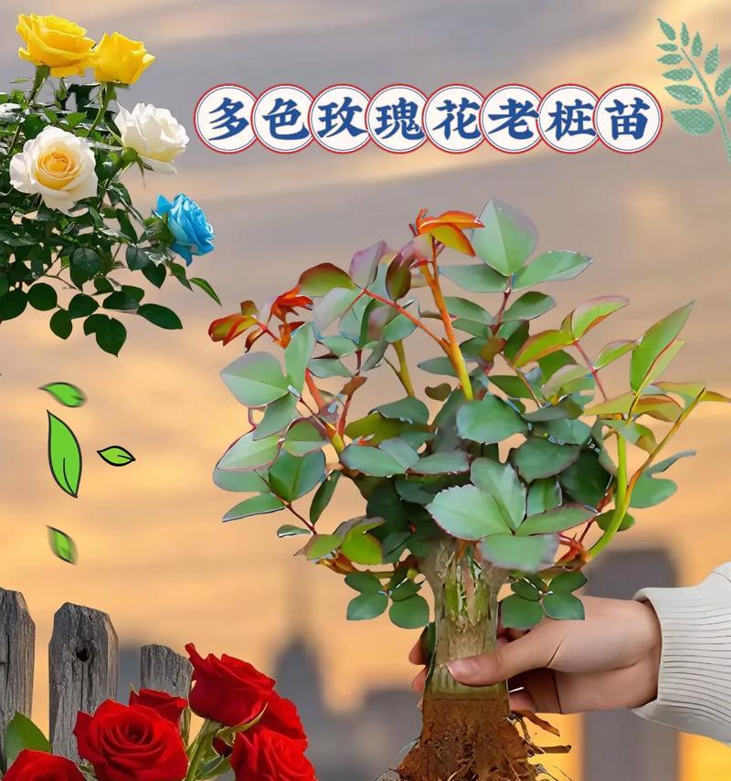 家用玫瑰花土壤的正确使用方法？