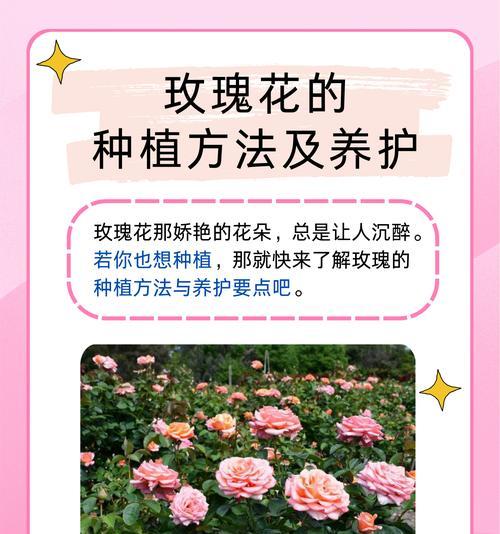 家用玫瑰花土壤的正确使用方法？