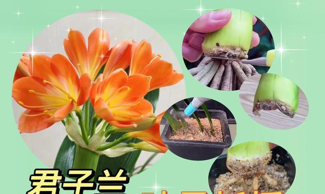 君子兰叶子下垂的可能原因有哪些？如何解决？