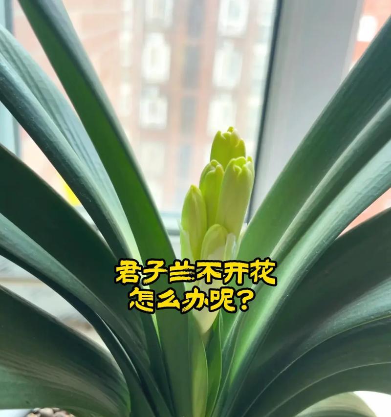 君子兰叶子下垂的可能原因有哪些？如何解决？