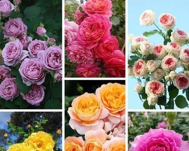 玫瑰花和月季花如何区分？两者的主要区别在哪里？