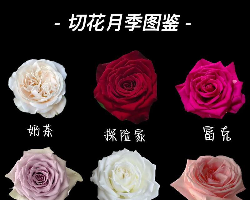 玫瑰花和月季花如何区分？两者的主要区别在哪里？