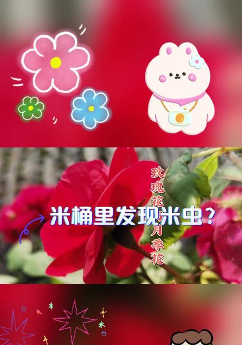 玫瑰花和月季花如何区分？两者的主要区别在哪里？
