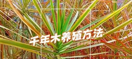 君子兰木灵芝的养殖技巧有哪些？