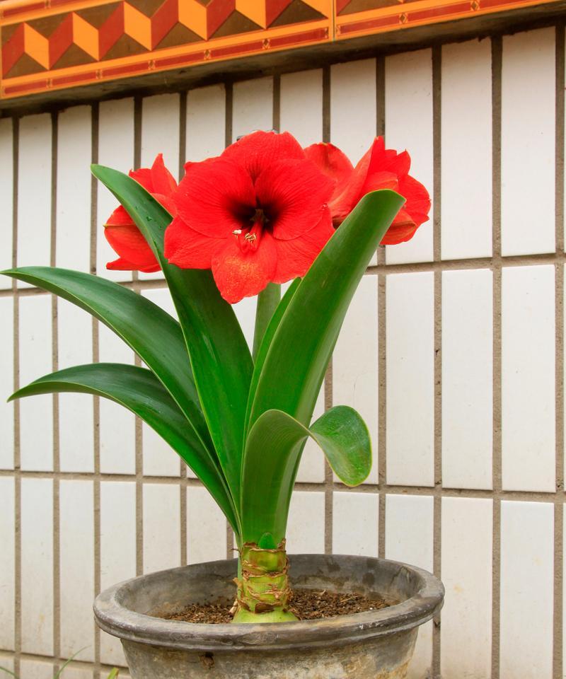 家用君子兰肥料使用方法是什么？