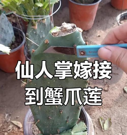 仙人掌蟹爪兰盆景的制作步骤是什么？