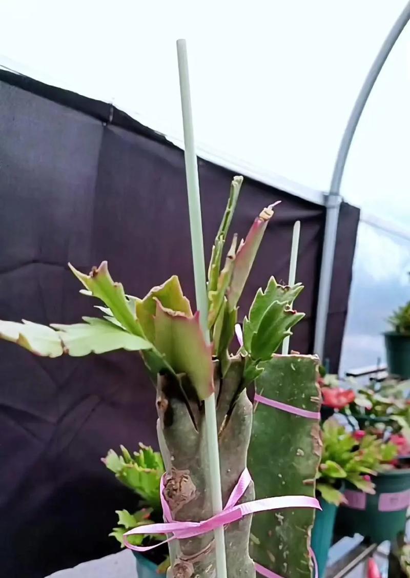 仙人掌蟹爪兰盆景的制作步骤是什么？