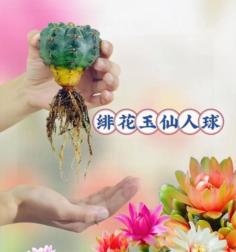 红心仙人球有哪些独特品种？