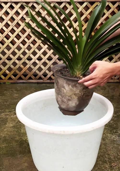 夏天君子兰盆栽如何养护？需要注意哪些问题？