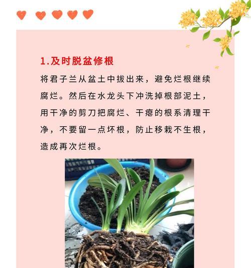 夏天君子兰盆栽如何养护？需要注意哪些问题？