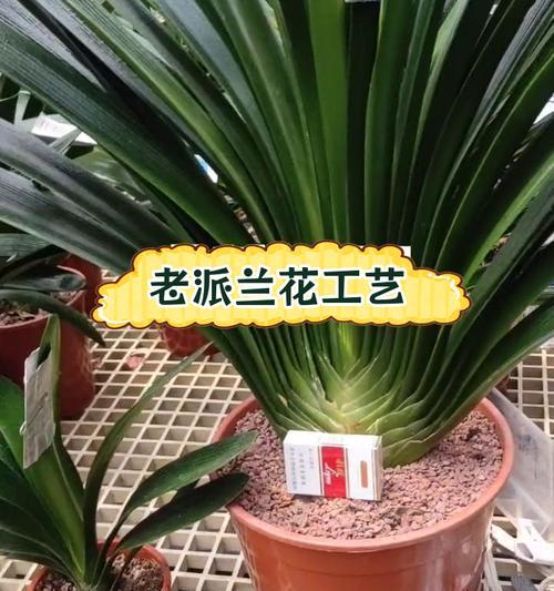 君子兰与油匠兰有何不同？如何区分这两种植物？