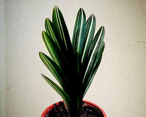君子兰与油匠兰有何不同？如何区分这两种植物？