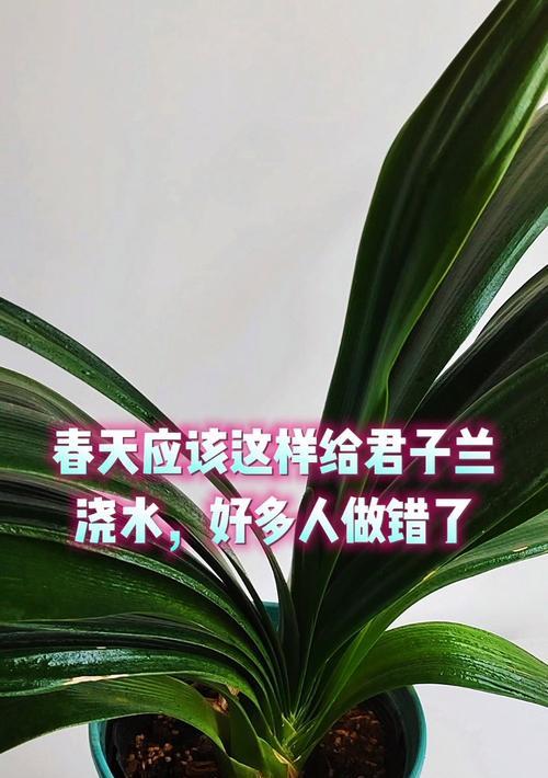 君子兰换土时使用什么水最佳？浇水的正确方法是什么？