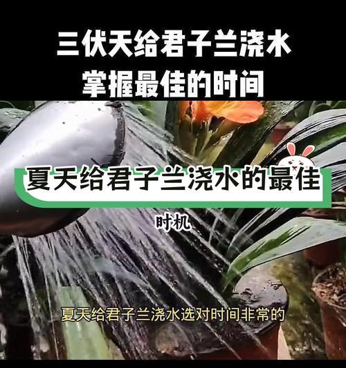 君子兰土浇水的正确方法是什么？