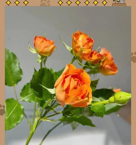 玫瑰花的叶子和花杆子应该怎样修剪？
