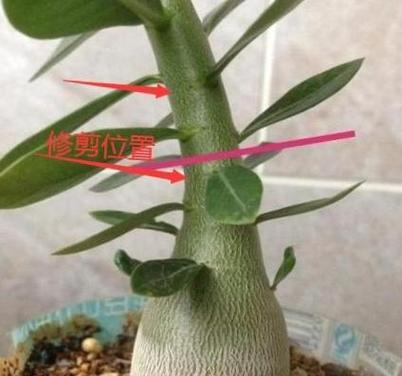 超大灌木玫瑰花的正确养护技巧有哪些？