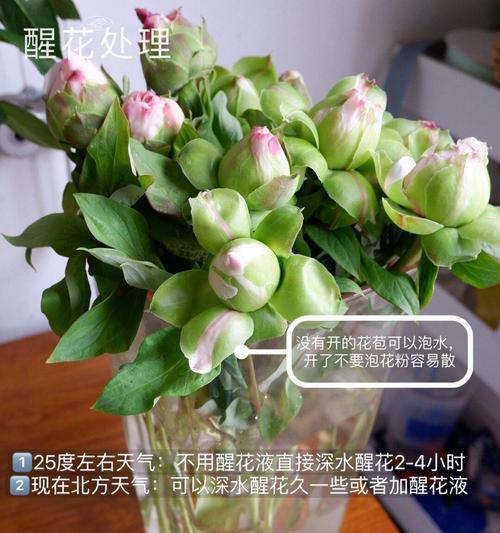 牡丹花对温度有特殊要求吗？冬天如何正确养护？