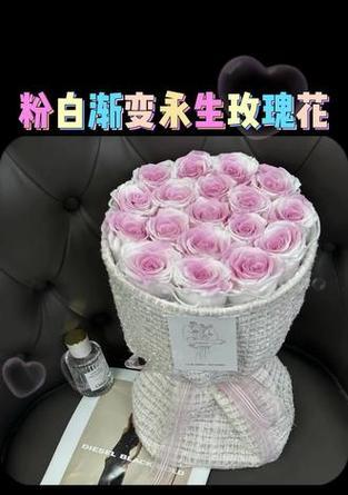 粉白色渐变玫瑰是什么品种？如何养护？