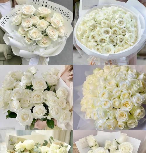 粉白色渐变玫瑰是什么品种？如何养护？