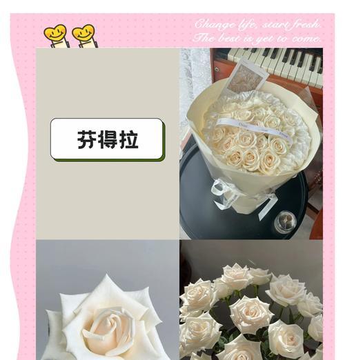 粉白色渐变玫瑰是什么品种？如何养护？
