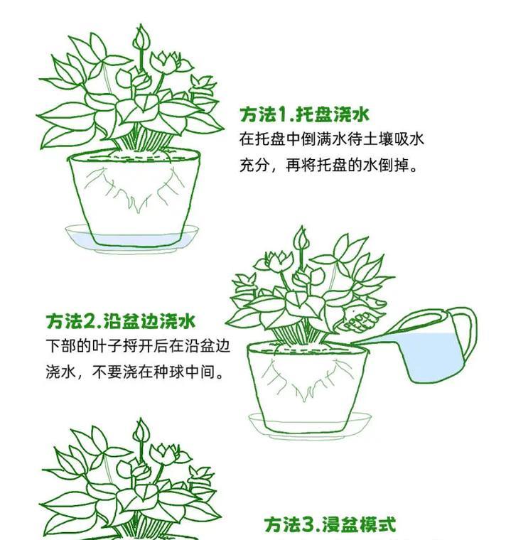 新粉代仙人球的正确浇水方法是什么？