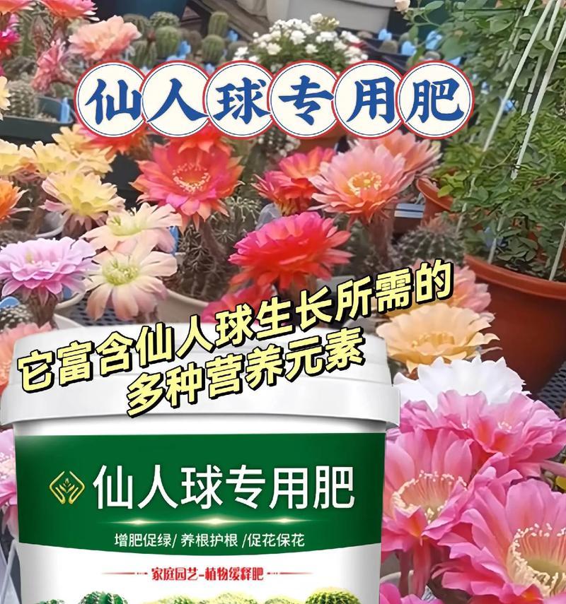 新粉代仙人球的正确浇水方法是什么？