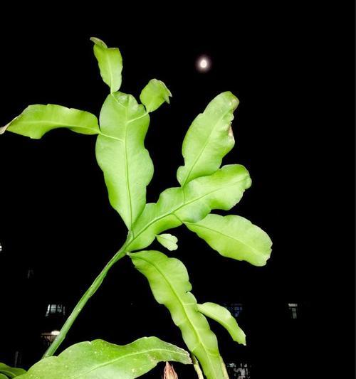 仙人球花盆大口径黑色怎么回事？如何解决花盆问题？