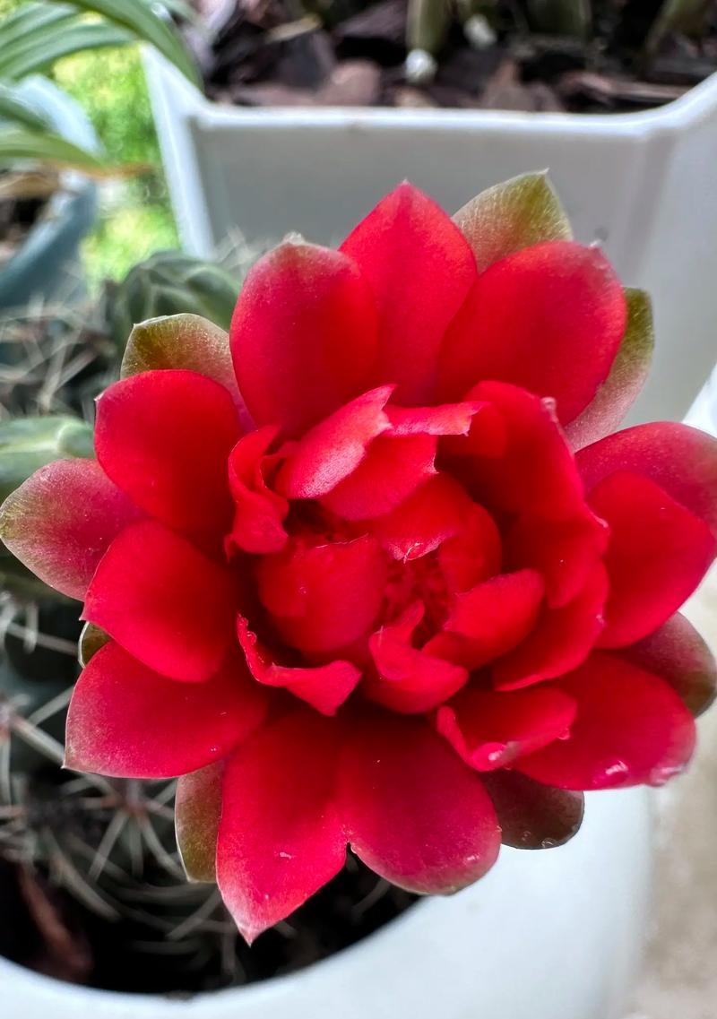 仙人球开花期浇水的正确方法？