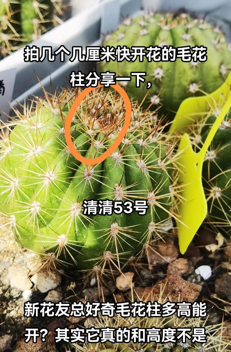 仙人球开花期浇水的正确方法？