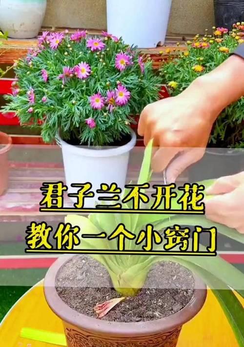 大花盆君子兰不开花怎么办？如何促进开花？