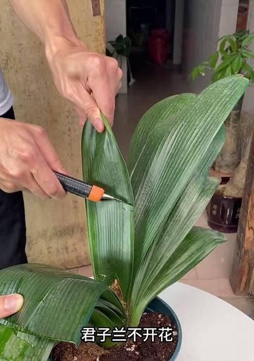 大花盆君子兰不开花怎么办？如何促进开花？