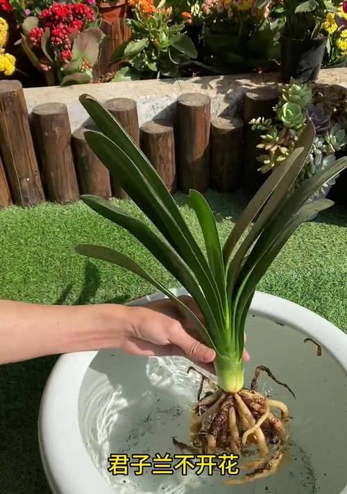 大花盆君子兰不开花怎么办？如何促进开花？