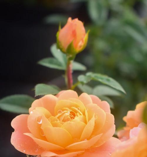 如何培育出最美的玫瑰花？