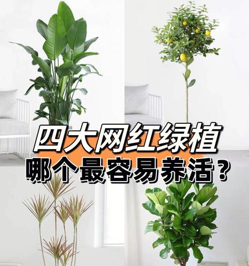 香妃龙蛋仙人球的养护方法是什么？是否容易养活？