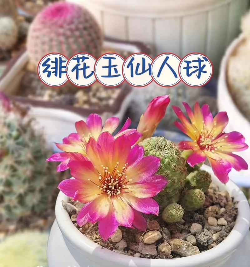 仙人球盆栽需要水培吗？水培仙人球的正确养护方法是什么？