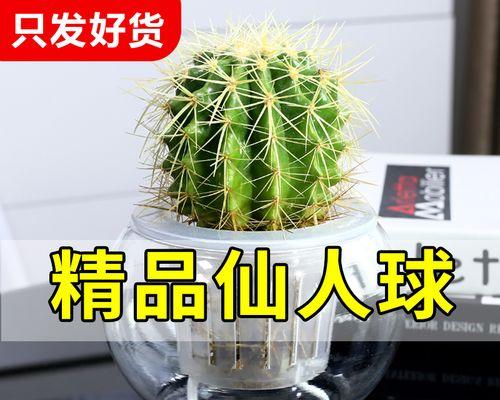 仙人球盆栽需要水培吗？水培仙人球的正确养护方法是什么？