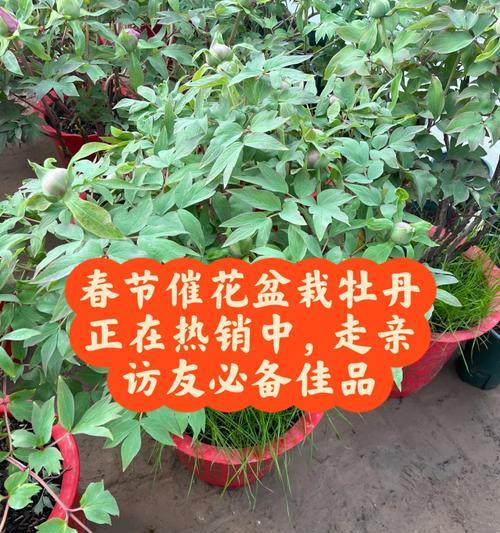 牡丹花大花盆如何制作？需要哪些材料和步骤？