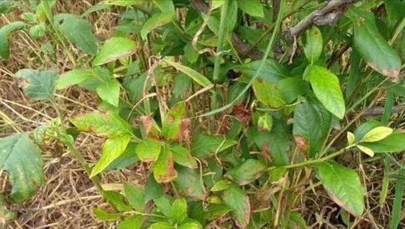 君子兰侧芽生长异常怎么办？如何正确种植？