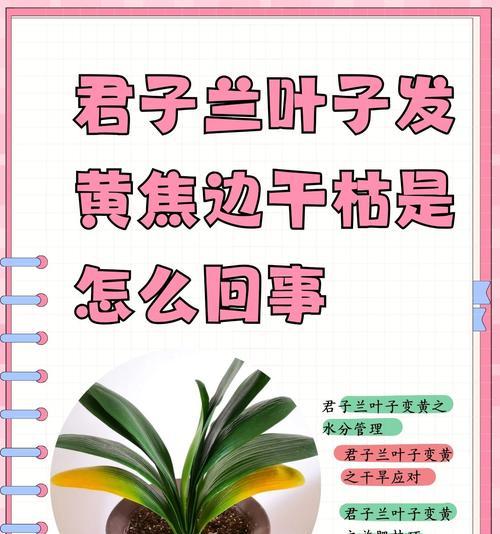 君子兰乱发芽的原因是什么？
